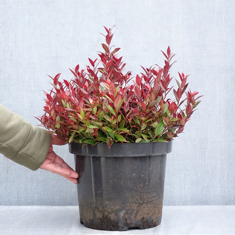 Exemplar von Traubenheide Little Flames - Leucothoe fontanesiana Topf mit 7,5L/10L wie im Winter geliefert