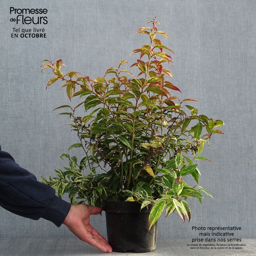 Example of Traubenheide Makijaz - Leucothoe fontanesiana Topf mit 3L/4L as you get in automne