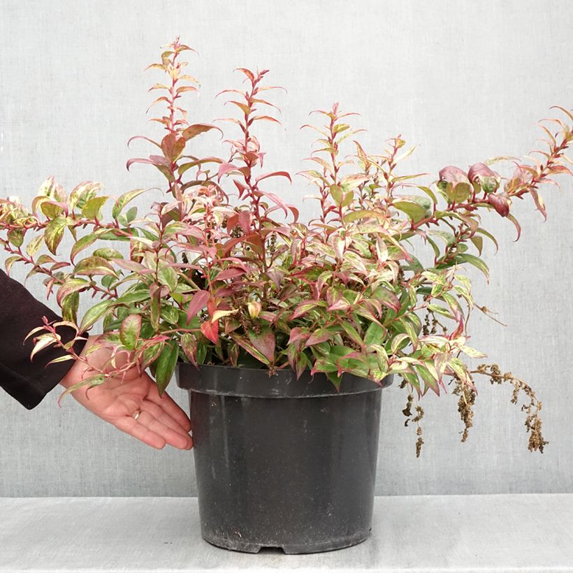 Exemplar von Traubenheide Makijaz - Leucothoe fontanesiana Topf mit 7,5L/10L wie im Herbst geliefert