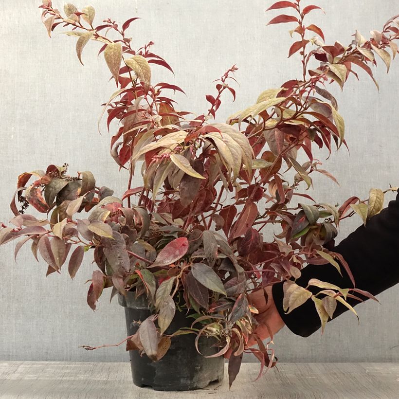 Example of Traubenheide Rainbow - Leucothoe fontanesiana Topf mit 7,5L/10L as you get in automne