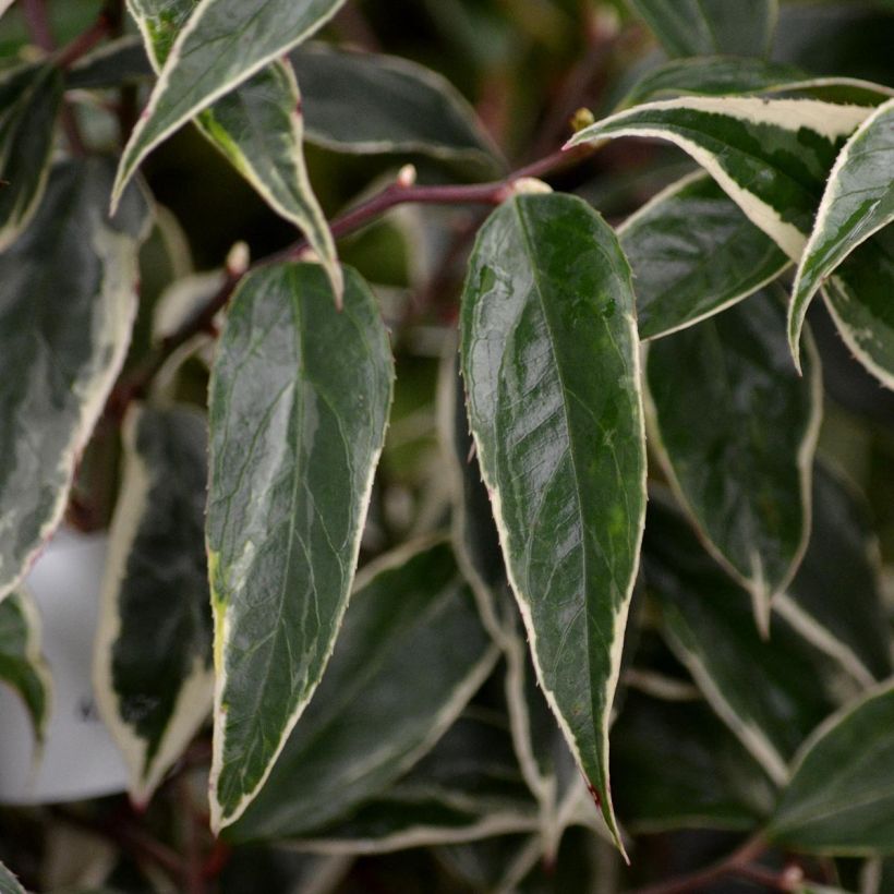 Traubenheide Whitewater - Leucothoe fontanesiana (Foliage)
