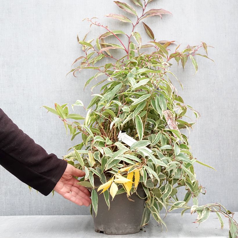 Exemplar von Traubenheide Whitewater - Leucothoe fontanesiana Topf mit 4L/5L wie im Herbst geliefert