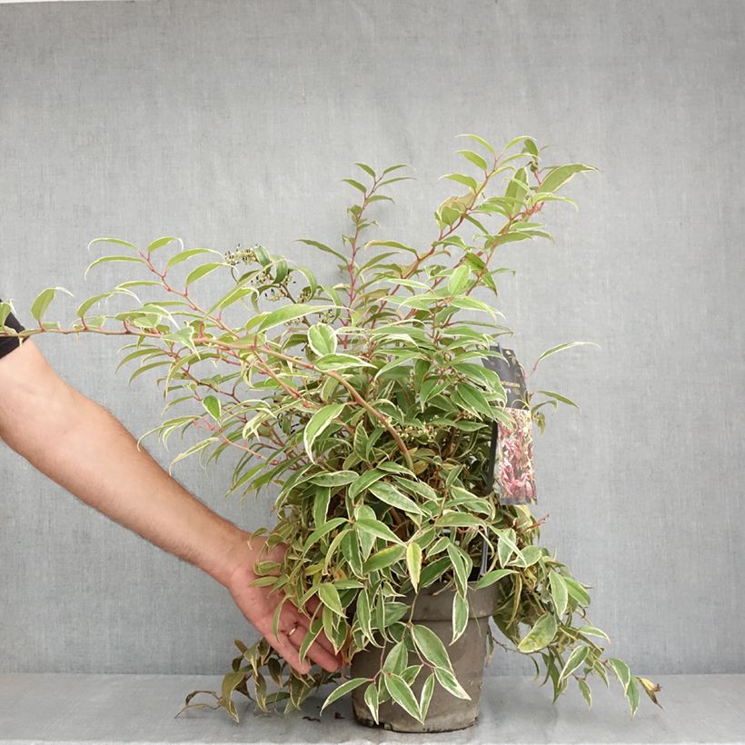 Example of Traubenheide Whitewater - Leucothoe fontanesiana Topf mit 4L/5L as you get in ete