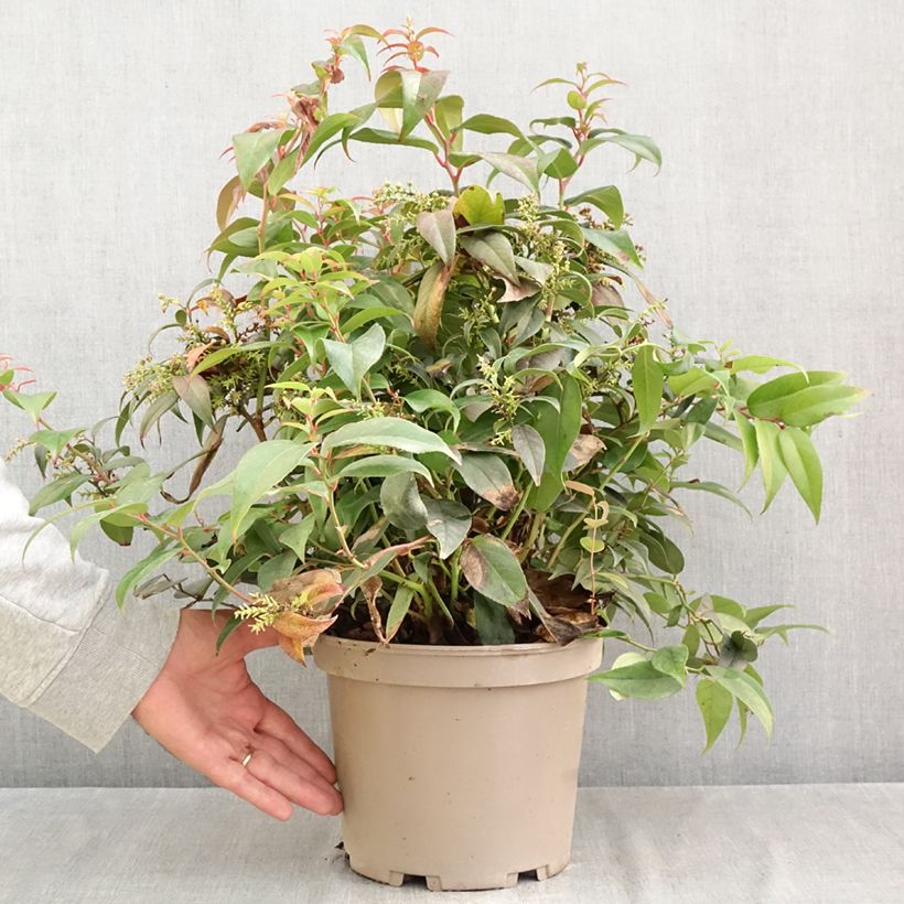Exemplar von Traubenheide Dark Diamond - Leucothoe fontanesiana Topf mit 4L/5L wie im Herbst geliefert
