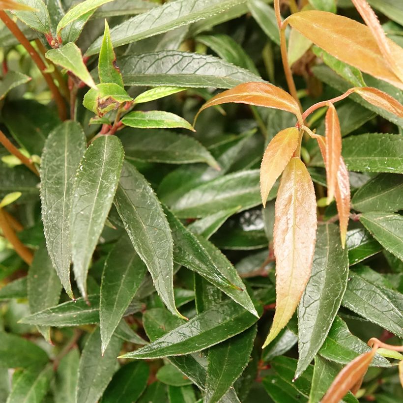 Traubenheide Burning Love - Leucothoe keiskei (Foliage)