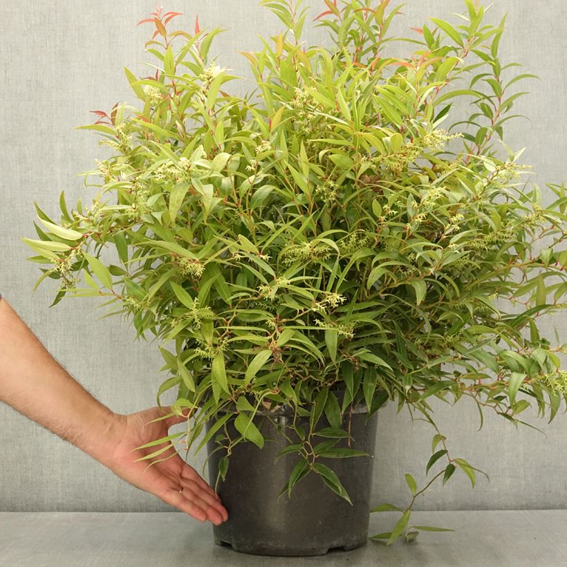 Exemplar von Leucothoe keiskei Burning Love Pot de 7,5L/10L wie im Sommer geliefert