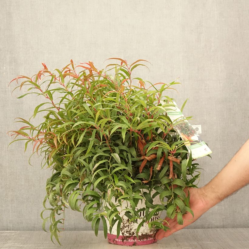 Exemplar von Traubenheide Halloween - Leucothoe keiskei Topf mit 4L/5L wie im Sommer geliefert