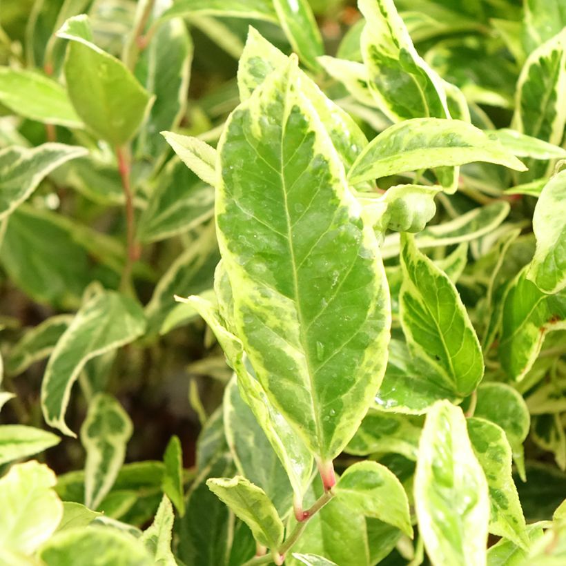 Traubenheide Firestar - Leucothoe walteri (Foliage)