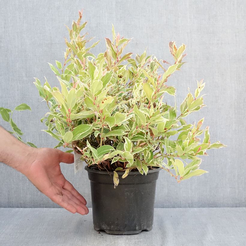 Exemplar von Traubenheide Firestar - Leucothoe walteri Topf mit 2L/3L wie im Sommer geliefert