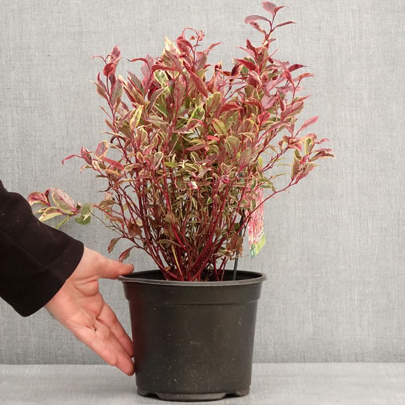 Exemplar von Traubenheide Firestar - Leucothoe walteri Topf mit 2L/3L wie im Winter geliefert