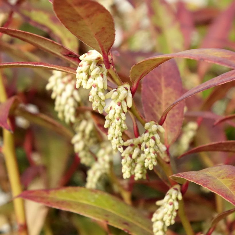 Traubenheide Royal Ruby - Leucothoe walteri (Flowering)
