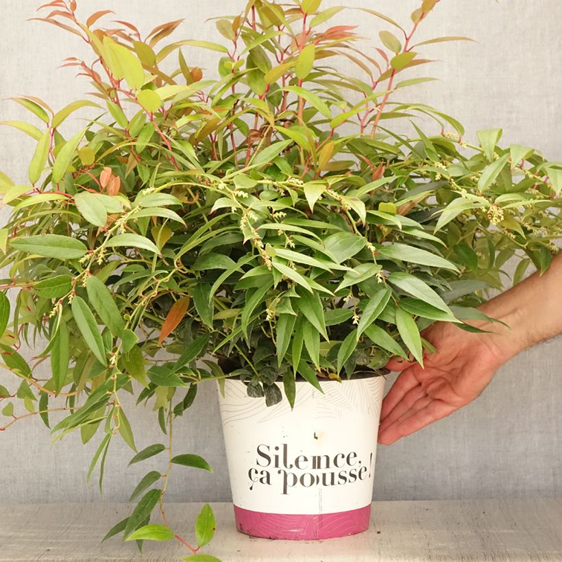 Exemplar von Traubenheide Royal Ruby - Leucothoe walteri Topf mit 2L/3L wie im Sommer geliefert