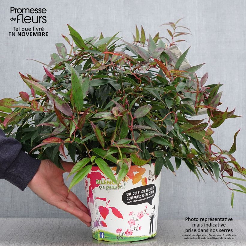 Example of Traubenheide Royal Ruby - Leucothoe walteri Topf mit 2L/3L as you get in automne