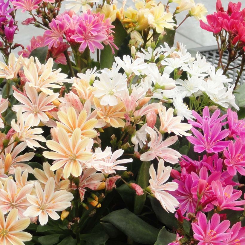 Lewisia cotyledon Elise Mix - Bitterwurz (Flowering)