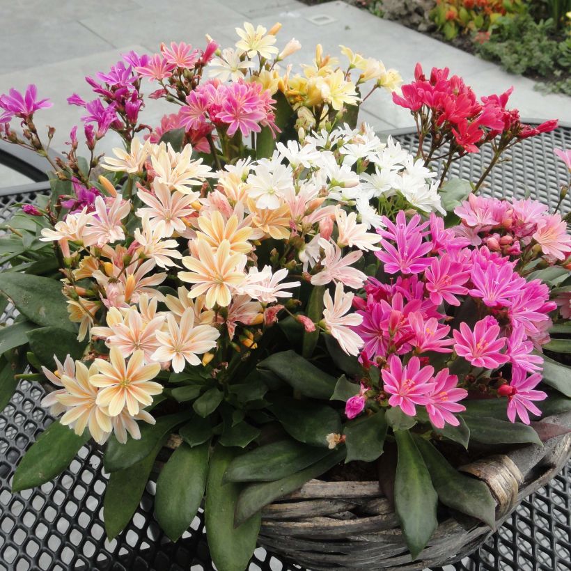 Lewisia cotyledon Elise Mix - Bitterwurz (Plant habit)