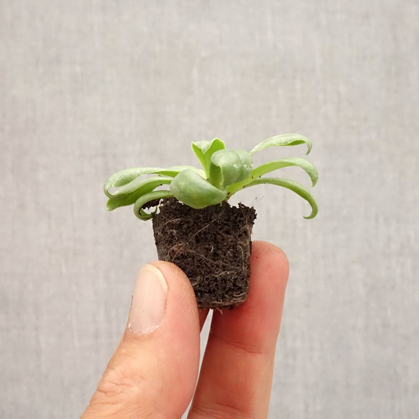 Example of Lewisia cotyledon Elise White - Bitterwurz Mini-Plug Ø 1,5/2,5 cm as you get in automne