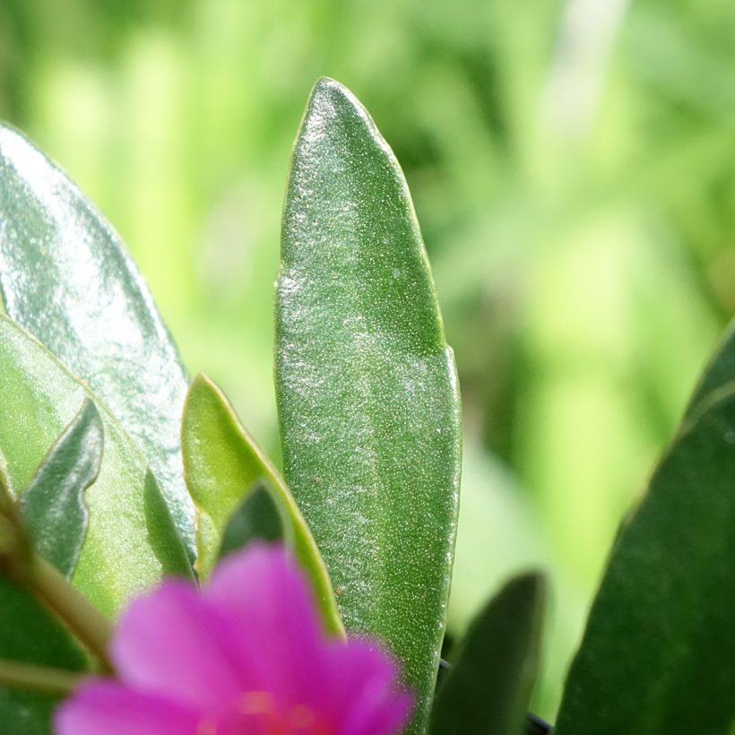 Lewisia Little Raspberry - Bitterwurz (Laub)