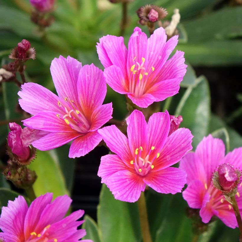 Lewisia Little Raspberry - Bitterwurz (Blüte)