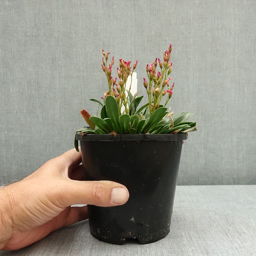 Exemplar von Lewisia Little Raspberry - Bitterwurz Topf mit 1,5L/2L wie im Sommer geliefert