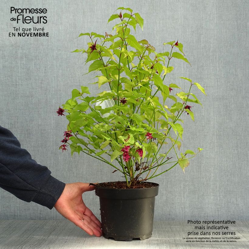 Example of Leycesteria formosa Golden Lanterns - Buntdachblume Topf mit 2L/3L as you get in automne