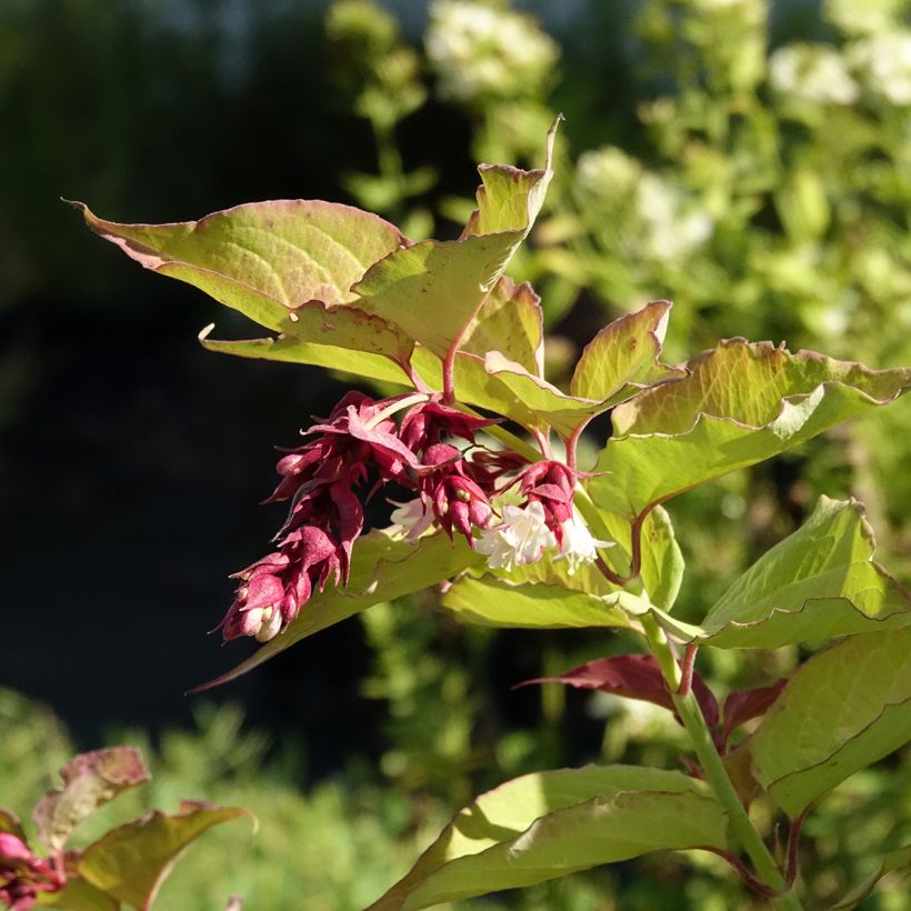 Leycesteria formosa Little Lanterns - Buntdachblume (Blüte)