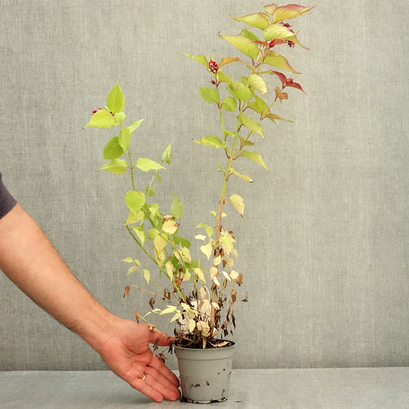 Exemplar von Leycesteria formosa Little Lanterns - Buntdachblume Topf 12 cm / 13 cm wie im Sommer geliefert