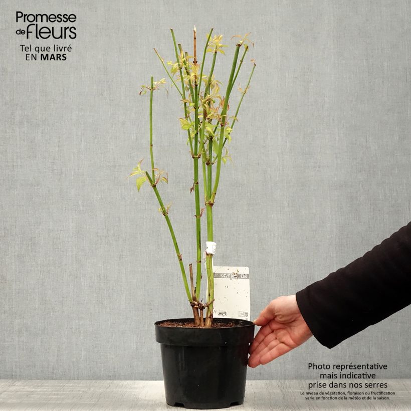 Exemplar von Leycesteria formosa Little Lanterns - Buntdachblume Topf mit 3L/4L wie im Frühjahr geliefert