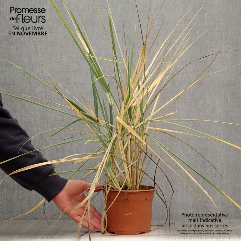 Example of Leymus arenarius - Strandroggen Topf mit 2L/3L as you get in automne