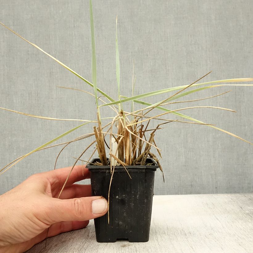 Example of Leymus arenarius Blue Dune - Strandroggen Kleine Töpfe von 8/9 cm as you get in automne