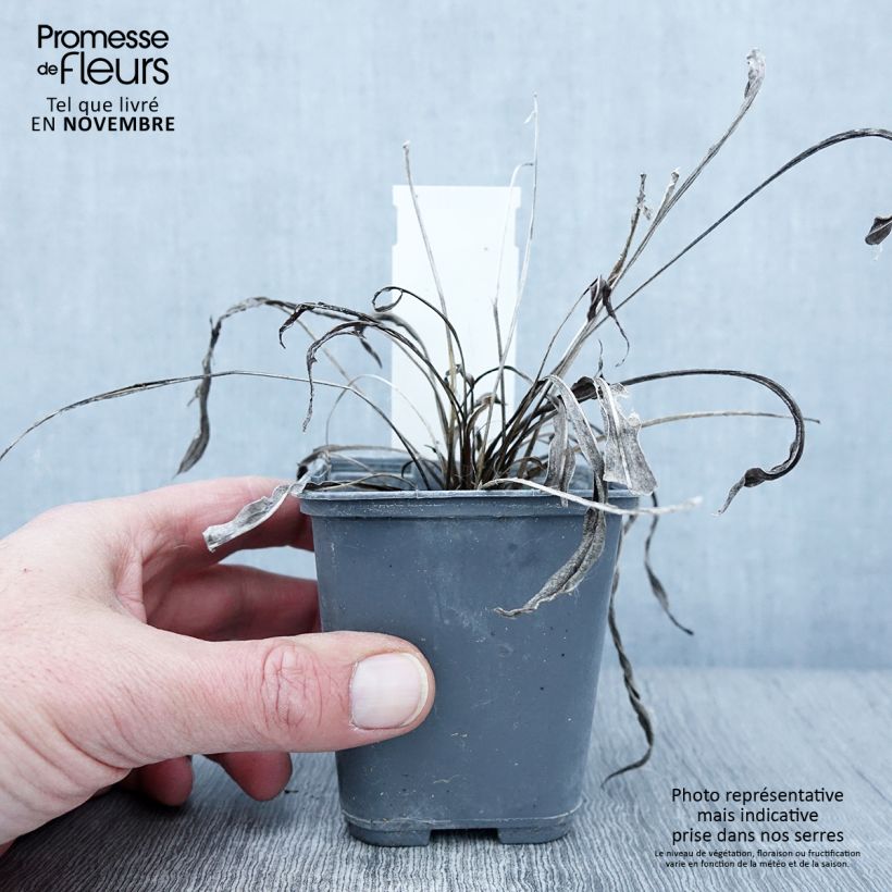 Example of Liatris ligulistylis - Prachtscharte Kleine Töpfe von 8/9 cm as you get in automne