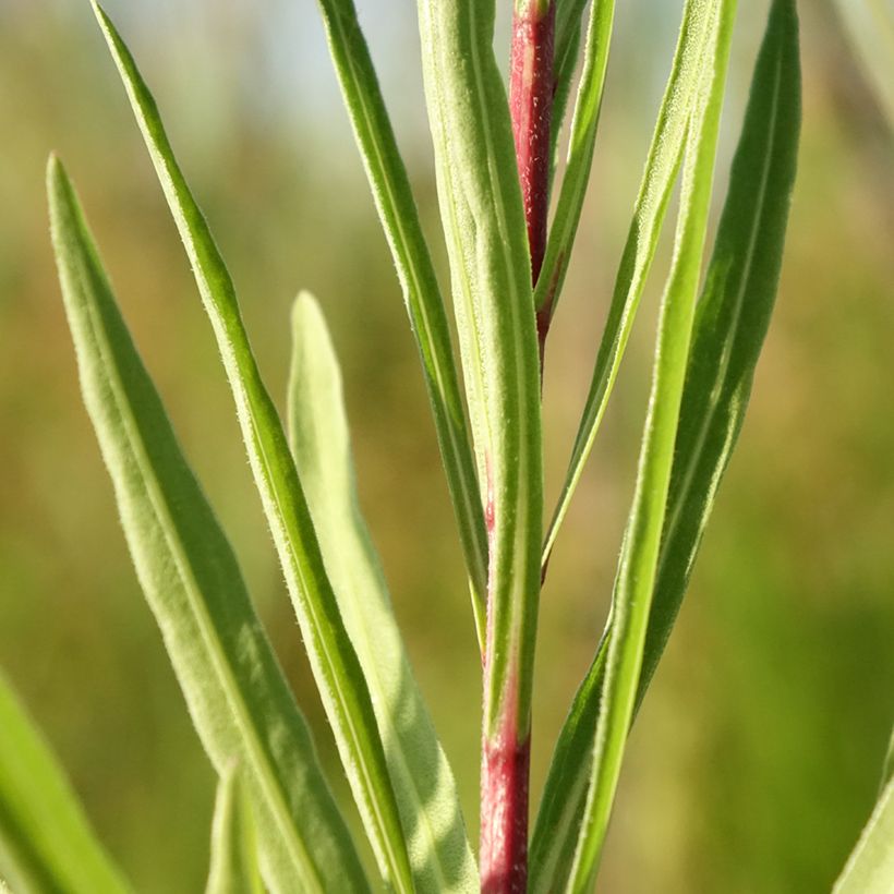 Liatris ligulistylis - Prachtscharte (Foliage)