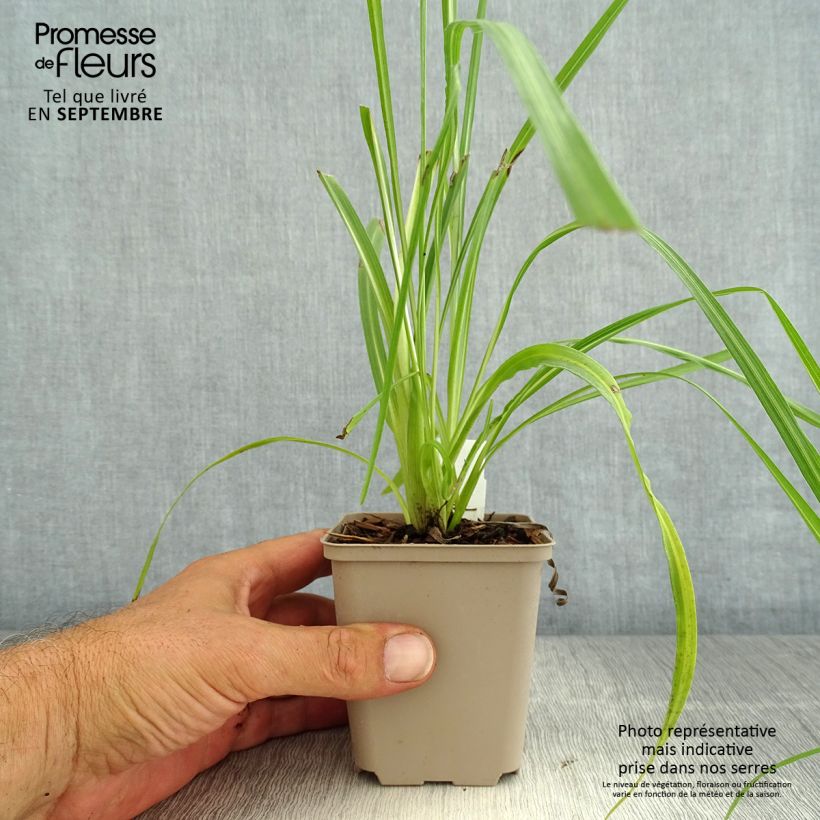 Example of Liatris pycnostachya - Prachtscharte Kleine Töpfe von 8/9 cm as you get in ete