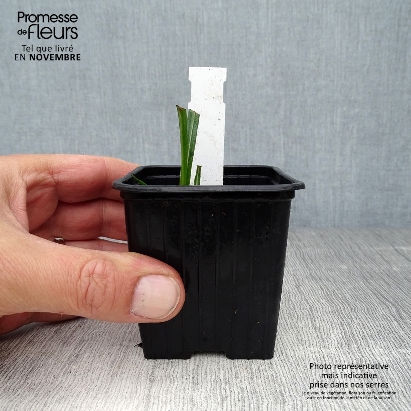 Example of Ährige Prachtscharte - Liatris spicata Kleine Töpfe von 8/9 cm as you get in automne