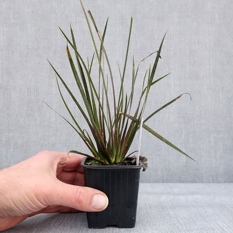 Exemplar von Libertia ixioides Taupo Sunset Kleine Töpfe von 8/9 cm wie im Winter geliefert