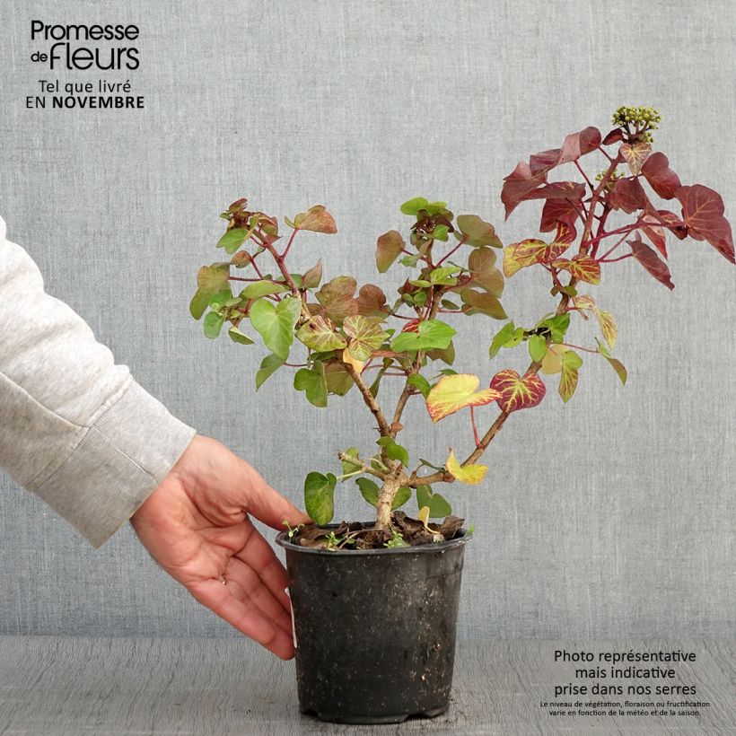 Example of Efeu Arbori Compact - Hedera helix Topf mit 2L/3L as you get in automne