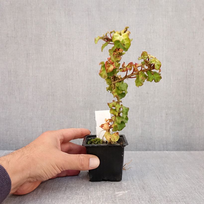 Exemplar von Efeu Conglomerata - Hedera helix  Kleine Töpfe von 8/9 cm wie im Herbst geliefert
