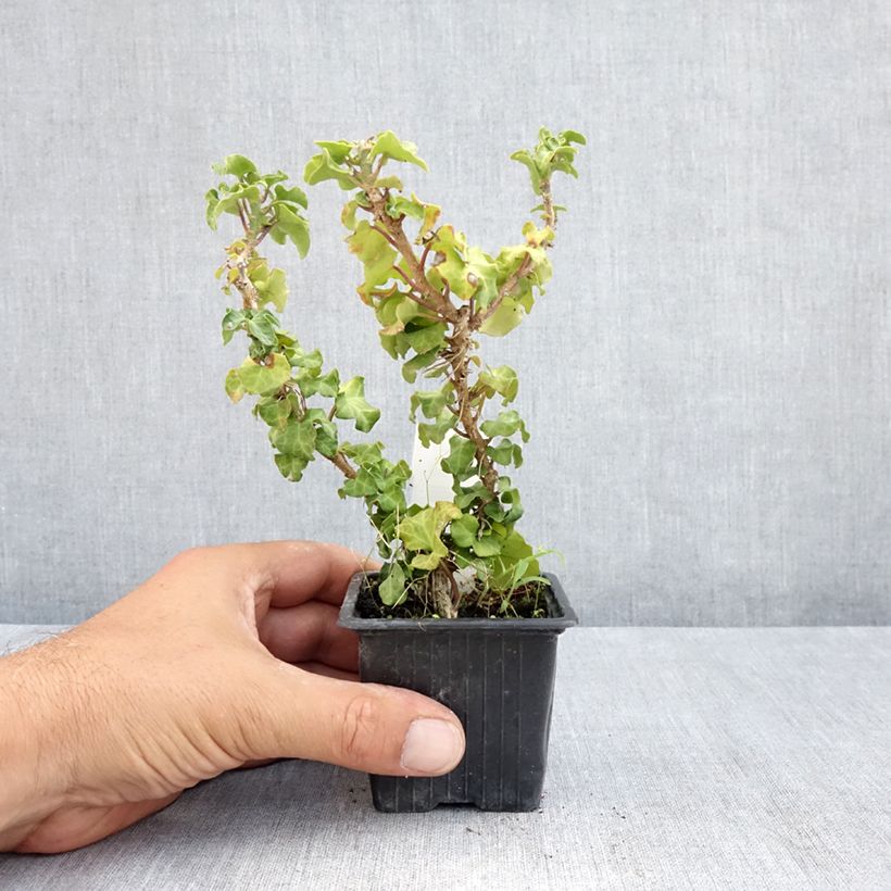 Example of Efeu Conglomerata - Hedera helix  Kleine Töpfe von 8/9 cm as you get in ete