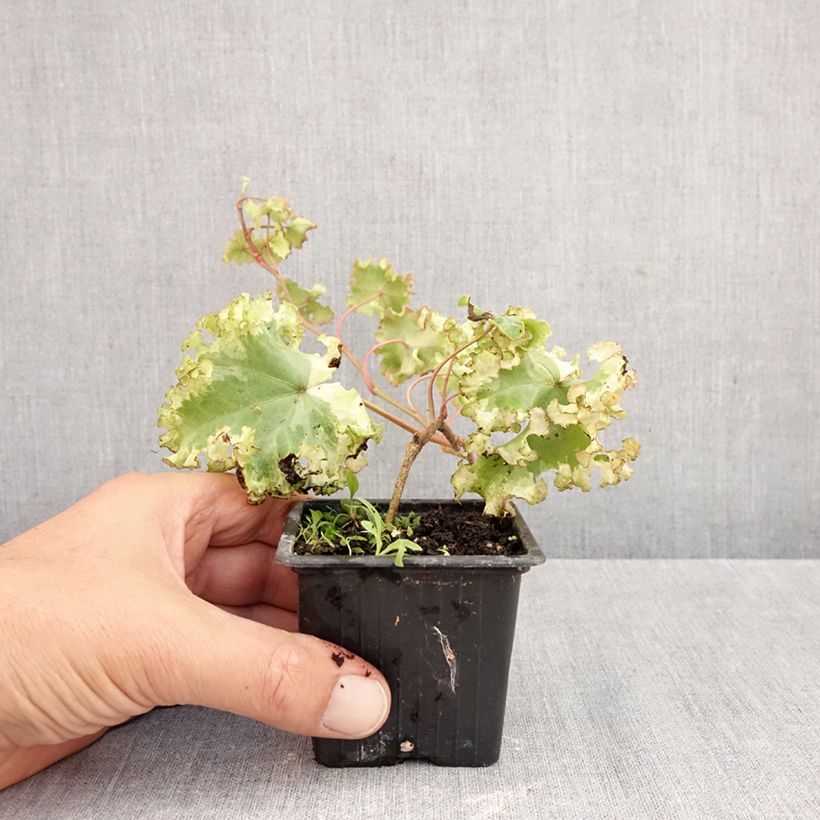 Exemplar von Efeu Clotted Cream - Hedera helix  Kleine Töpfe von 8/9 cm wie im Herbst geliefert