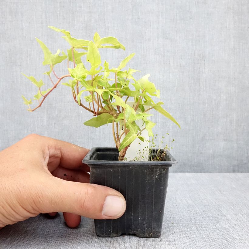 Example of Efeu Courage - Hedera helix Kleine Töpfe von 8/9 cm as you get in ete