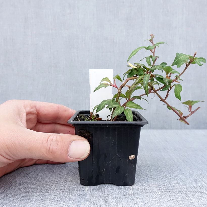 Example of Efeu Cross Switch - Hedera helix Kleine Töpfe von 8/9 cm as you get in printemps