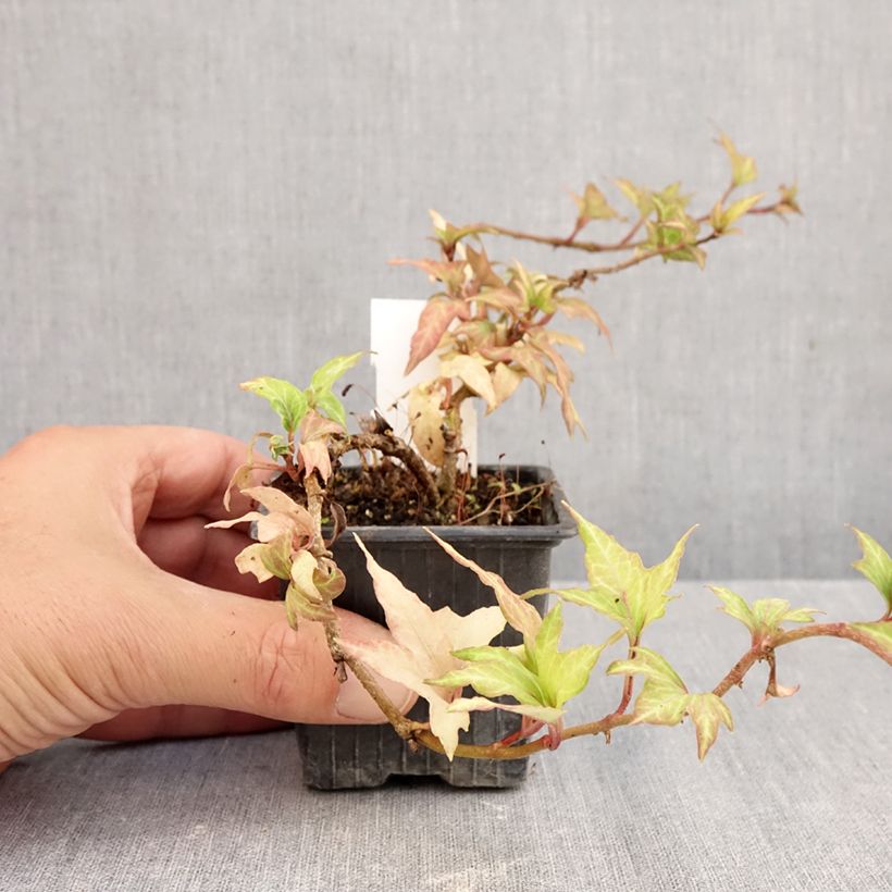 Exemplar von Efeu Cross Switch - Hedera helix Kleine Töpfe von 8/9 cm wie im Herbst geliefert