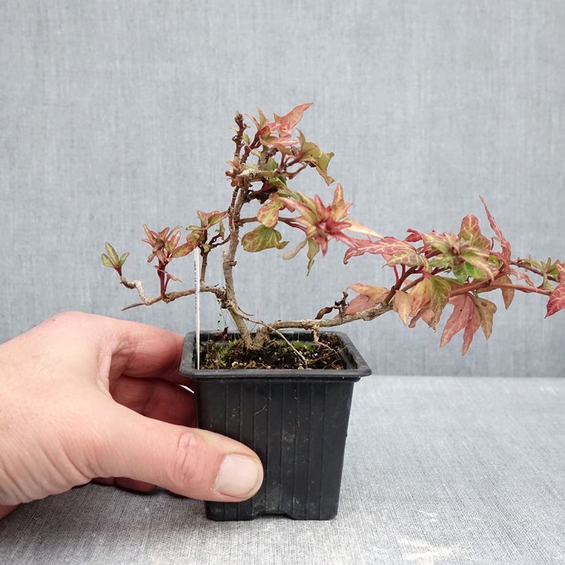 Exemplar von Efeu Cross Switch - Hedera helix Kleine Töpfe von 8/9 cm wie im Winter geliefert