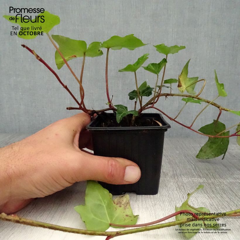 Example of Gemeiner Efeu - Hedera helix Kleine Töpfe von 8/9 cm as you get in automne