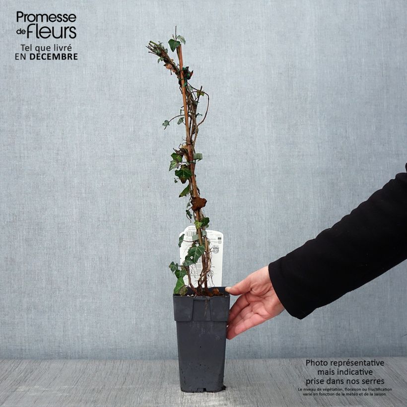 Example of Gemeiner Efeu - Hedera helix Topf mit 1L/1,5L as you get in automne