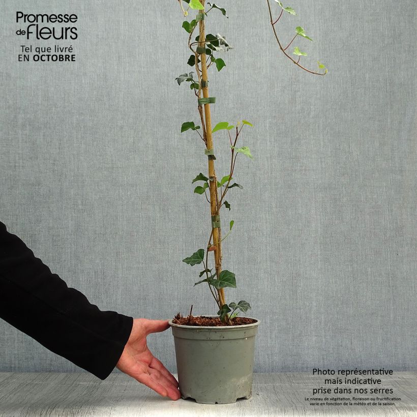Example of Gemeiner Efeu - Hedera helix Topf mit 2L/3L as you get in automne