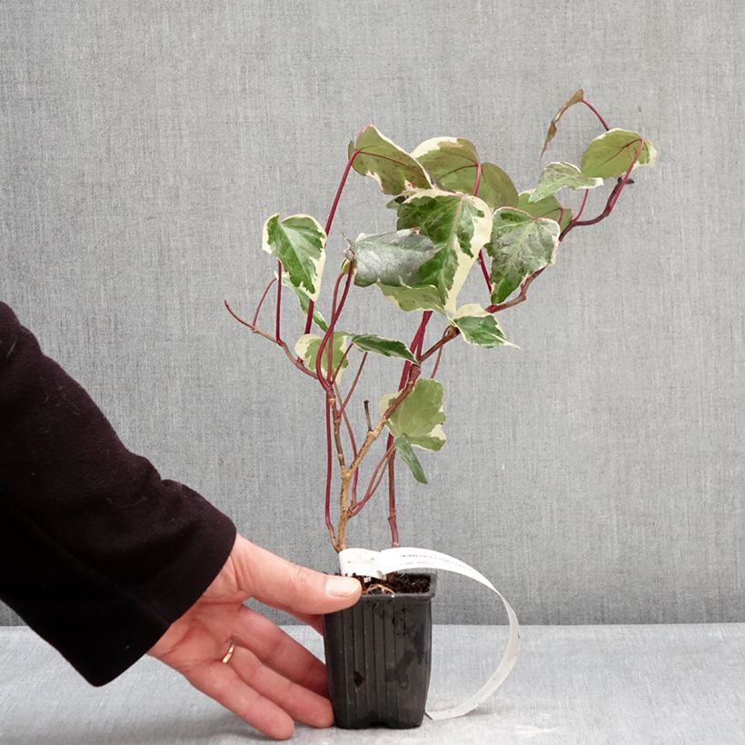 Exemplar von Efeu Eva - Hedera helix Kleine Töpfe von 8/9 cm wie im Winter geliefert