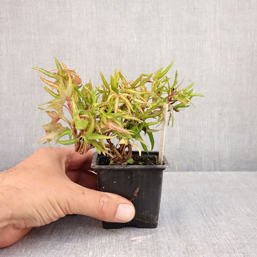Exemplar von Efeu Evergreen - Hedera helix  Kleine Töpfe von 8/9 cm wie im Herbst geliefert
