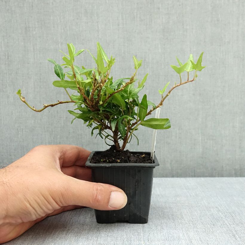 Exemplar von Lierre commun - Hedera helix Evergreen Godet de 8/9 cm wie im Sommer geliefert