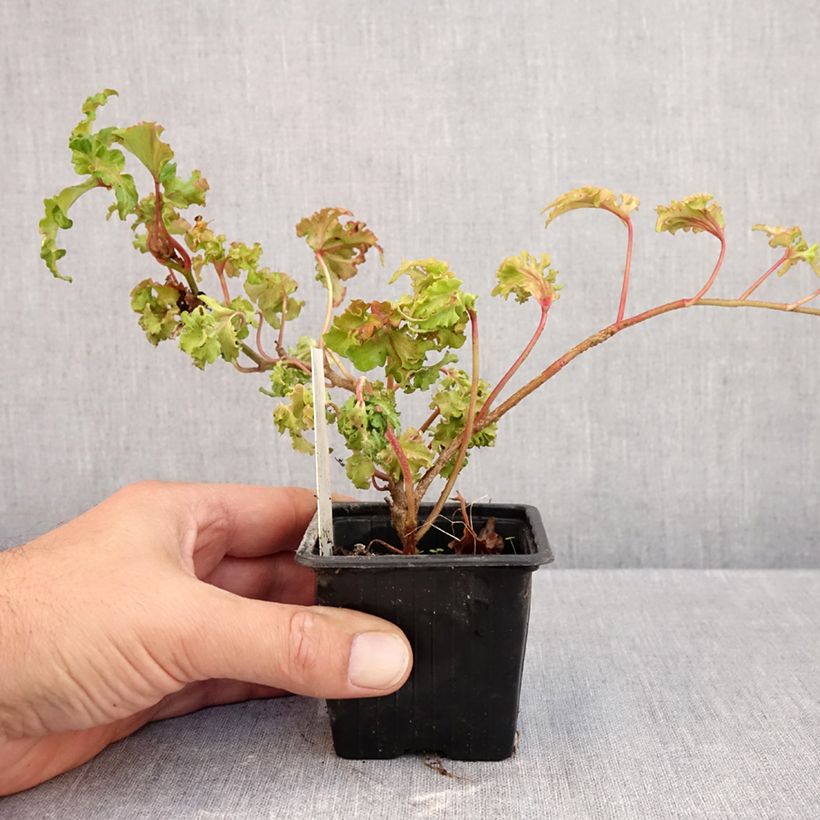 Exemplar von Lierre commun - Hedera helix Filigran Godet de 8/9 cm wie im Herbst geliefert