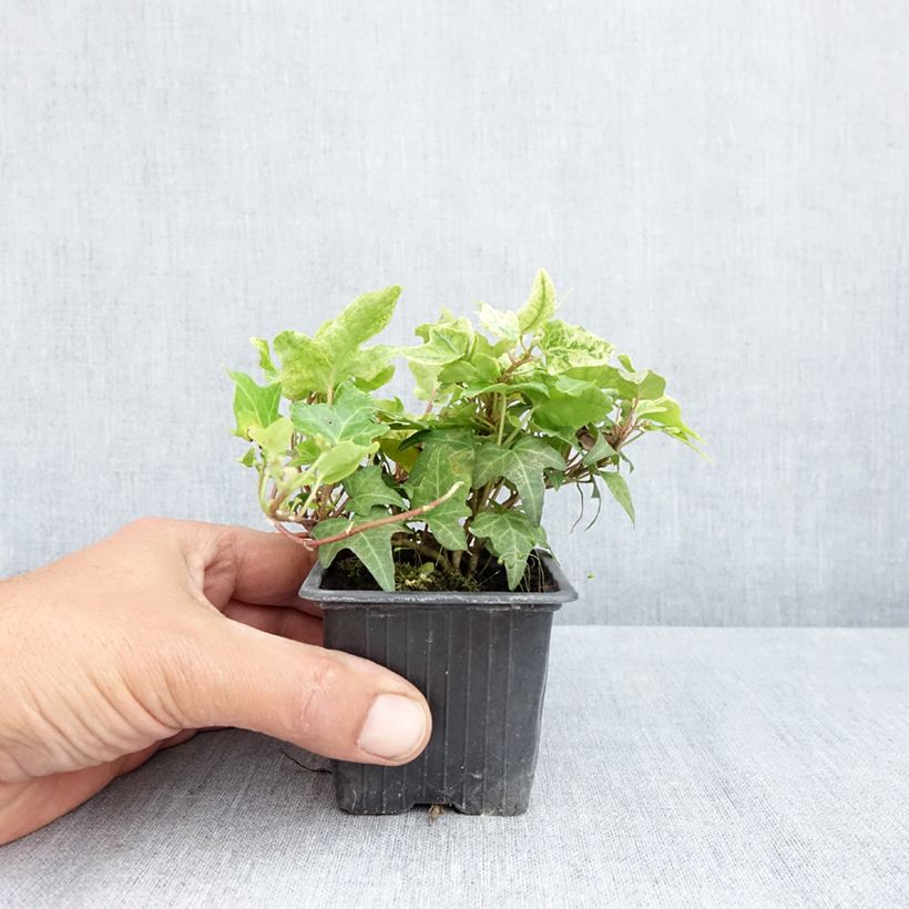 Example of Efeu Frosty - Hedera helix  Kleine Töpfe von 8/9 cm as you get in printemps